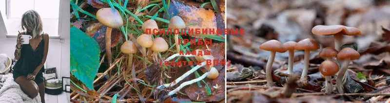 Псилоцибиновые грибы Psilocybe  MEGA ссылка  Зуевка 